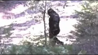 One of the best videos compilation of Bigfoot sightings