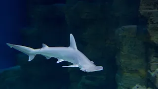 Live bonnethead shark feeding!