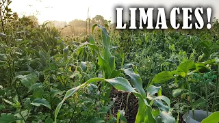 Limaces : une stratégie qui semble faire ses preuves...