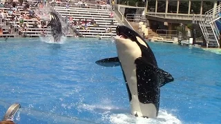 Killer Whales Up Close at SeaWorld San Diego - Full Show (9/1/15)