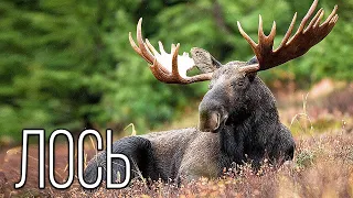 Moose: Forest giant | Interesting facts about moose