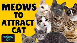 Sounds that attract cats 🔊 Meow to make cats come to you 🐈🐈🐈 IT REALLY WORKS!!  (GUARANTEED)