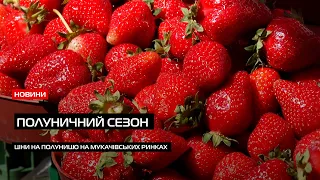 Сезон полуниці: звідки і за скільки продають ягоду на Мукачівських ринках