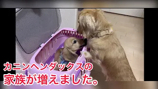 カニンヘンダックスフンドの子犬（仔犬）をお迎えしました。その名も【おむぎ】❗️❗️先住犬カニンヘンダックスおこめの反応はいかに…⁉︎