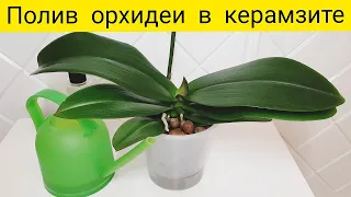 Полив орхидей в керамзите || Уход за орхидеями в керамзите
