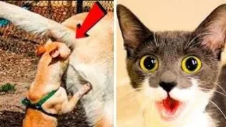 Don't Laugh! Funny Animal Videos that will Test Your Willpower 🤣 Cats 🐈  - Funny Animals 2023