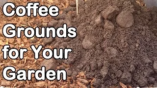 Coffee Grounds: How And Why We Use Them In Our Garden