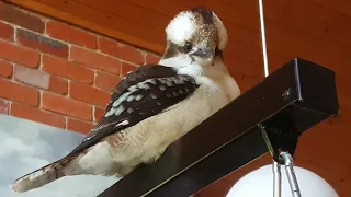 The impossible task  (Kookaburras Raid My Kitchen!!! - Part 5)