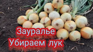 Убираю лук. Что делаю с луком и  грядкой после после уборки.