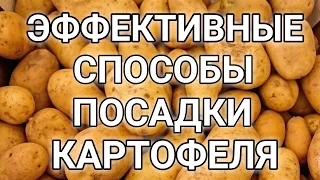 ЭФФЕКТИВНЫЕ МЕТОДЫ И СПОСОБЫ ПОСАДКИ КАРТОФЕЛЯ