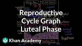 Reproductive cycle graph - Luteal phase | NCLEX-RN | Khan Academy