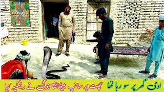 A snake was sitting on top of Adami's house, then Jogi came to the rescue