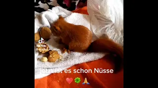 Eichhörnchen Essenszeit ❤🐿