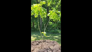 Planted Butternut Trees, the Right Way to Mulch a Tree and Why: Prep today for Future Free Food