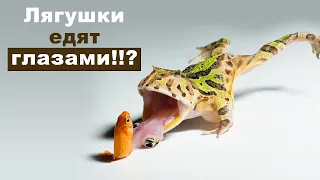 Лягушки едят глазами?! Ура, мы купили лягушек! Заселяем в аквариум шпорцевых и карликовых лягушек.