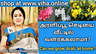 Is it [dangerous] to have Arali at home? [in tamil] |அரளிப்பூ செடியை வீட்டில் வளர்க்கலாமா?