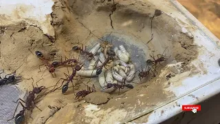 Myrmecia brevinoda Update