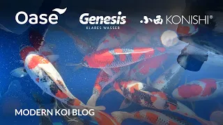 Modern Koi Blog #5588 - Live aus Japan: Die Sansai Ikeage des Naturteichs Nagatani