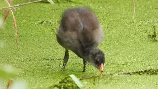 Juvenile Moorhen eating duck weed