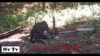 FAMILY OF BIGFOOT CAUGHT ON CAMERA!! - Footage Shows Baby Sasquatch Playing In The Backyard!!