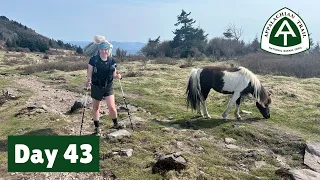 Day 43 | 500 Miles, Ponies, and the Grayson Highlands | 2022 Appalachian Trail Thru-Hike