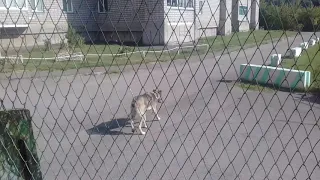 Пес сорвался с цепи! Ищет теперь своих такихже!