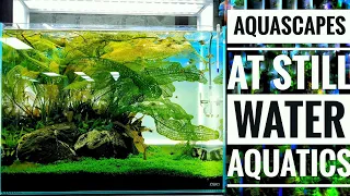 AQUASCAPES at Still Water Aquatics, Bangalore | Aqua adventure |