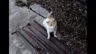 бездомный кот-homeless cat