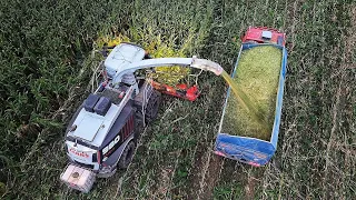 Silage 2023 Black beast in action Claas Jaguar 980 Black, 3x Tatra and a  tractors and some animals