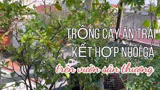 096 CHĂM BÓN CÂY ĂN TRÁI kết hợp nuôi gà tre và ủ rác hữu cơ trên vườn sân thượng