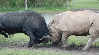 Версус. Как носорог наказал огромного буйвола и другие эпичные битвы животных!