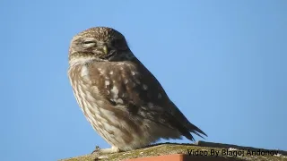 Кукумјавка - Little owl 2