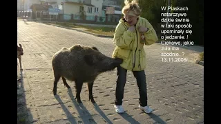 Krynica Morska-dziki🐗Atak dzików na ludzi w Krynicy Morskiej