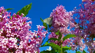 Butterflies Flying in Slow Motion HD - Houston Butterfly Museum|| 4k videos ||