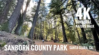 Sanborn County Park | Los Gatos California | [4k🎧 Binaural] Nature Hike