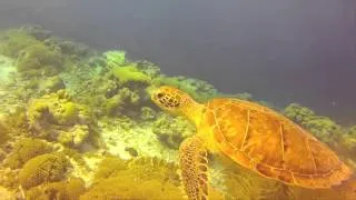 Sea Cow snorkeling Bonaire