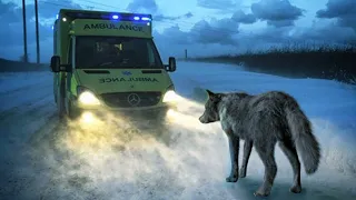 Mother Wolf Blocked The Ambulance, And The Reason Behind Is Unexpected