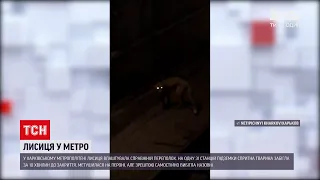 Новини України: у харківському метрополітені лисиця влаштувала справжній переполох