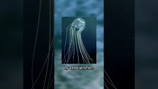 She was STUNG by a BOX JELLYFISH! #shorts #ocean #australia #animal #survival #story #storytime