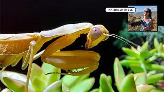 PRAYING MANTIS #nature #wildlife #insects #photography #closeup #attack #prey #mantis #naturewitheve
