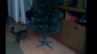 НОВОГОДНИЕ ЕЛКИ И КОШКИ (CHRISTMAS TREES AND CATS )