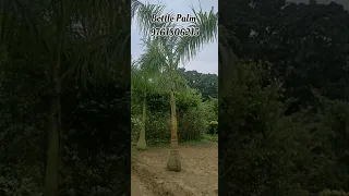 Trending Palm For Landscaping/Best Palm Tree for Landscape at any Climatic condition. #bottlepalm