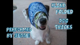 Blindfolded Dog Tricks by Jesse