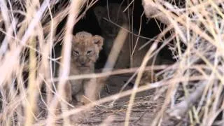 Mashatu - New lion cubs outside their den