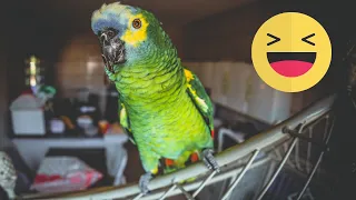 Funny Parrots Videos Compilation cute moment of the animals - Cutest Parrots #3