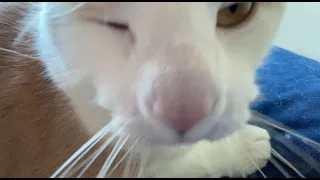 cat purrs, yawns, and sneezes
