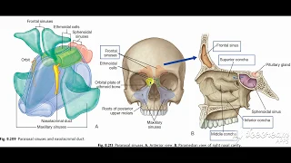 Paranasal sinuses