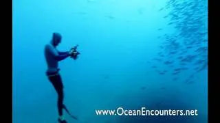 Freediving with Great White Sharks - Ocean Encounters