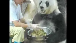 Feeding the blind Panda "Basi"