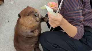 【阿蘇ファームランド】食欲旺盛ぽっちゃりニニちゃん、アメリカビーバー/american beaver